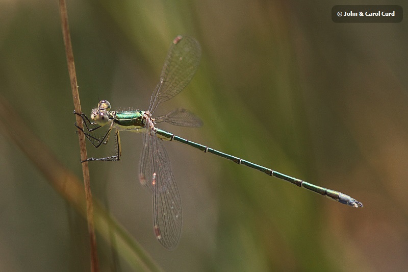 IMG_1466 Lestes virens vestalis.JPG